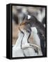 Feeding of chick. Gentoo penguin on the Falkland Islands.-Martin Zwick-Framed Stretched Canvas