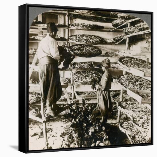 Feeding Silk Worms their Breakfast of Mulberry Leaves, Lebanon Mountains, Syria, 1900s-Underwood & Underwood-Framed Stretched Canvas