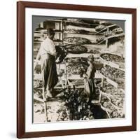 Feeding Silk Worms their Breakfast of Mulberry Leaves, Lebanon Mountains, Syria, 1900s-Underwood & Underwood-Framed Giclee Print