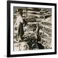 Feeding Silk Worms their Breakfast of Mulberry Leaves, Lebanon Mountains, Syria, 1900s-Underwood & Underwood-Framed Giclee Print