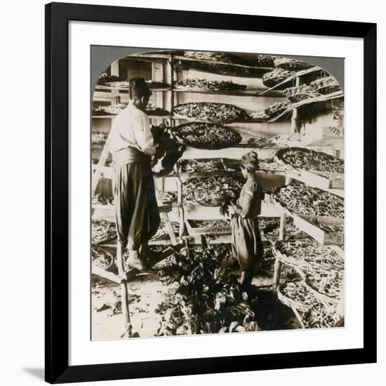 Feeding Silk Worms their Breakfast of Mulberry Leaves, Lebanon Mountains, Syria, 1900s-Underwood & Underwood-Framed Giclee Print