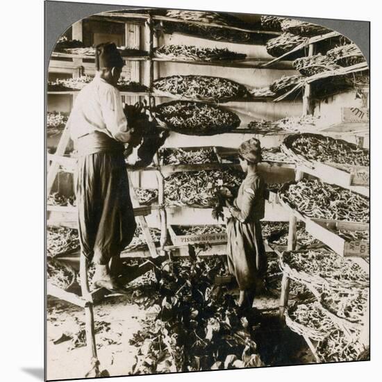 Feeding Silk Worms their Breakfast of Mulberry Leaves, Lebanon Mountains, Syria, 1900s-Underwood & Underwood-Mounted Giclee Print