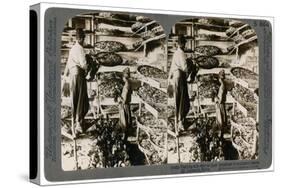 Feeding Silkworms their Breakfast of Mulberry Leaves, Lebanon Mountains, Syria, 20th Century-Underwood & Underwood-Stretched Canvas