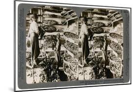 Feeding Silkworms their Breakfast of Mulberry Leaves, Lebanon Mountains, Syria, 20th Century-Underwood & Underwood-Mounted Giclee Print