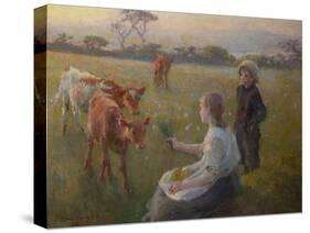 Feeding the Calves, 1906-Harold Harvey-Stretched Canvas