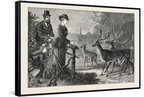 Feeding the Deer, Phoenix Park, Dublin, Ireland, 1876, Europe, European-null-Framed Stretched Canvas