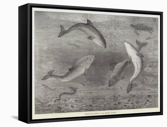 Feeding the Porpoises at the Brighton Aquarium-Samuel Read-Framed Stretched Canvas