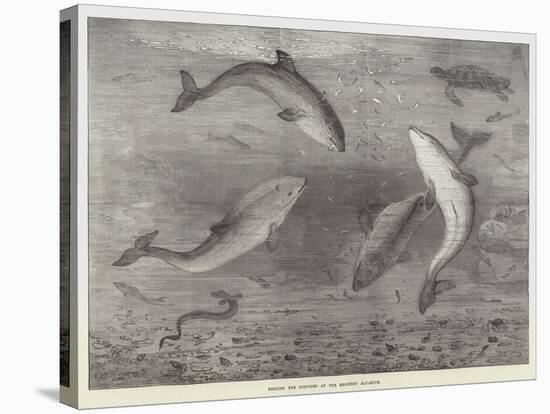 Feeding the Porpoises at the Brighton Aquarium-Samuel Read-Stretched Canvas