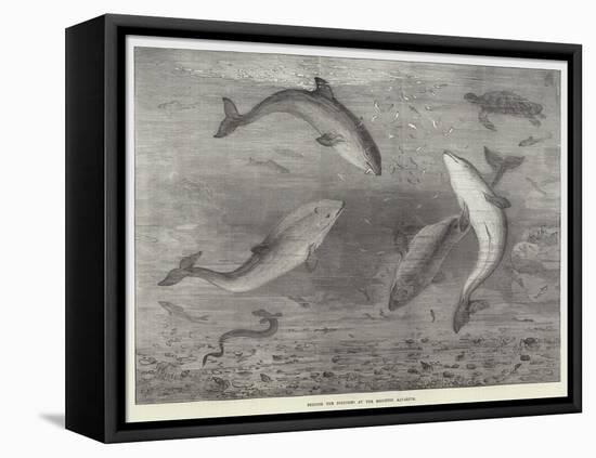 Feeding the Porpoises at the Brighton Aquarium-Samuel Read-Framed Stretched Canvas