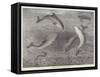 Feeding the Porpoises at the Brighton Aquarium-Samuel Read-Framed Stretched Canvas