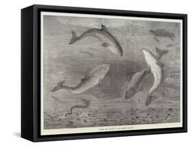 Feeding the Porpoises at the Brighton Aquarium-Samuel Read-Framed Stretched Canvas