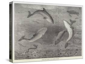 Feeding the Porpoises at the Brighton Aquarium-Samuel Read-Stretched Canvas