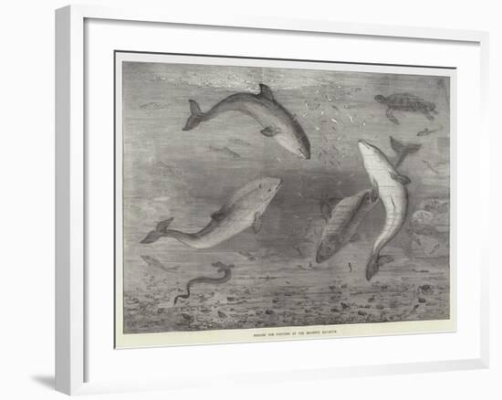 Feeding the Porpoises at the Brighton Aquarium-Samuel Read-Framed Giclee Print