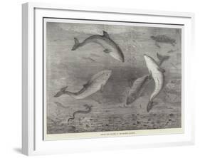 Feeding the Porpoises at the Brighton Aquarium-Samuel Read-Framed Giclee Print