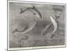 Feeding the Porpoises at the Brighton Aquarium-Samuel Read-Mounted Giclee Print
