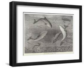 Feeding the Porpoises at the Brighton Aquarium-Samuel Read-Framed Premium Giclee Print