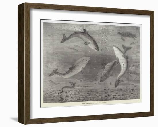 Feeding the Porpoises at the Brighton Aquarium-Samuel Read-Framed Giclee Print