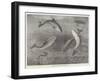 Feeding the Porpoises at the Brighton Aquarium-Samuel Read-Framed Giclee Print