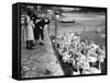 Feeding the Swans-null-Framed Stretched Canvas