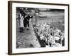 Feeding the Swans-null-Framed Photographic Print