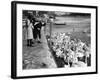 Feeding the Swans-null-Framed Photographic Print