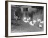 Feeding the Swans-null-Framed Photographic Print