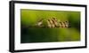 Feeding Time-null-Framed Art Print