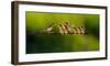 Feeding Time-null-Framed Art Print