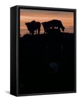 Feedlot Cattle Stand on a Mound at Sunset at the Hereford Feedlot-null-Framed Stretched Canvas