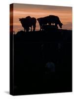 Feedlot Cattle Stand on a Mound at Sunset at the Hereford Feedlot-null-Stretched Canvas