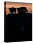 Feedlot Cattle Stand on a Mound at Sunset at the Hereford Feedlot-null-Stretched Canvas