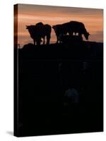 Feedlot Cattle Stand on a Mound at Sunset at the Hereford Feedlot-null-Stretched Canvas