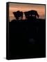 Feedlot Cattle Stand on a Mound at Sunset at the Hereford Feedlot-null-Framed Stretched Canvas