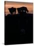 Feedlot Cattle Stand on a Mound at Sunset at the Hereford Feedlot-null-Stretched Canvas