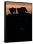 Feedlot Cattle Stand on a Mound at Sunset at the Hereford Feedlot-null-Framed Stretched Canvas