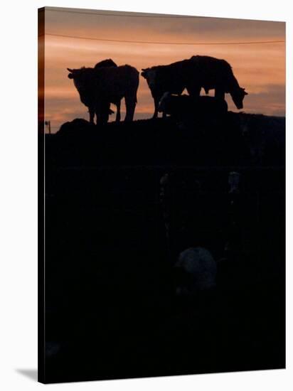 Feedlot Cattle Stand on a Mound at Sunset at the Hereford Feedlot-null-Stretched Canvas