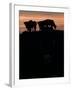 Feedlot Cattle Stand on a Mound at Sunset at the Hereford Feedlot-null-Framed Premium Photographic Print