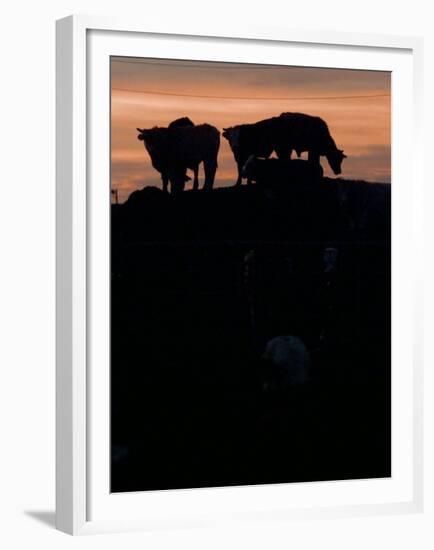 Feedlot Cattle Stand on a Mound at Sunset at the Hereford Feedlot-null-Framed Premium Photographic Print