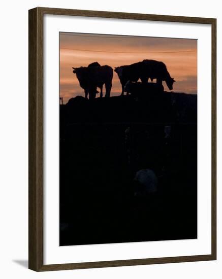 Feedlot Cattle Stand on a Mound at Sunset at the Hereford Feedlot-null-Framed Premium Photographic Print