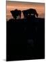 Feedlot Cattle Stand on a Mound at Sunset at the Hereford Feedlot-null-Mounted Premium Photographic Print