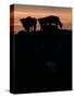 Feedlot Cattle Stand on a Mound at Sunset at the Hereford Feedlot-null-Stretched Canvas