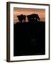 Feedlot Cattle Stand on a Mound at Sunset at the Hereford Feedlot-null-Framed Photographic Print