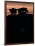 Feedlot Cattle Stand on a Mound at Sunset at the Hereford Feedlot-null-Framed Photographic Print
