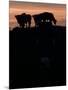 Feedlot Cattle Stand on a Mound at Sunset at the Hereford Feedlot-null-Mounted Photographic Print