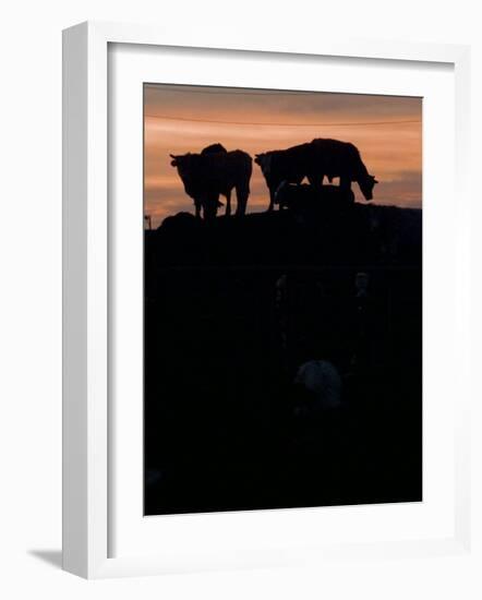 Feedlot Cattle Stand on a Mound at Sunset at the Hereford Feedlot-null-Framed Photographic Print