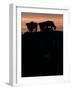 Feedlot Cattle Stand on a Mound at Sunset at the Hereford Feedlot-null-Framed Photographic Print