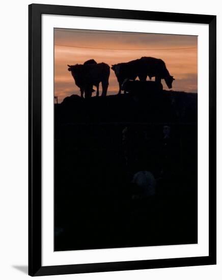 Feedlot Cattle Stand on a Mound at Sunset at the Hereford Feedlot-null-Framed Photographic Print