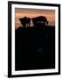 Feedlot Cattle Stand on a Mound at Sunset at the Hereford Feedlot-null-Framed Photographic Print