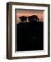 Feedlot Cattle Stand on a Mound at Sunset at the Hereford Feedlot-null-Framed Photographic Print