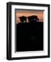 Feedlot Cattle Stand on a Mound at Sunset at the Hereford Feedlot-null-Framed Photographic Print